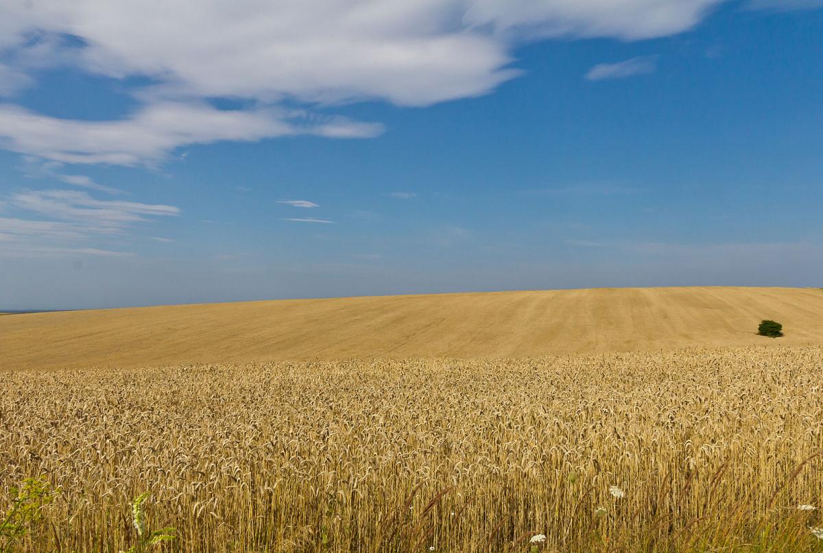 wheat