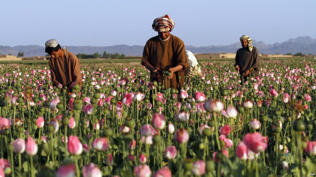 opium