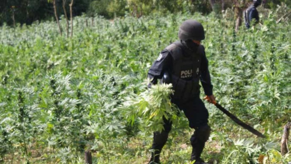 Chiapas eradication