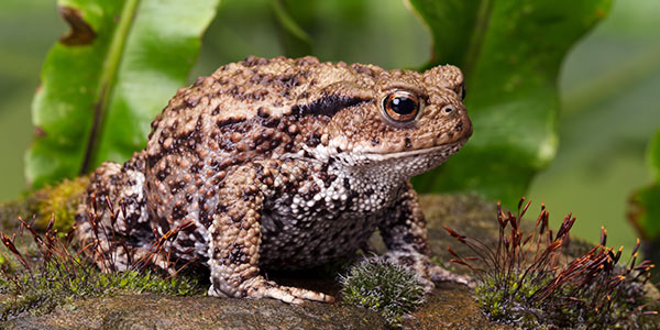 common toad