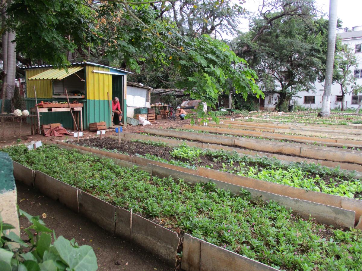 Havana garden