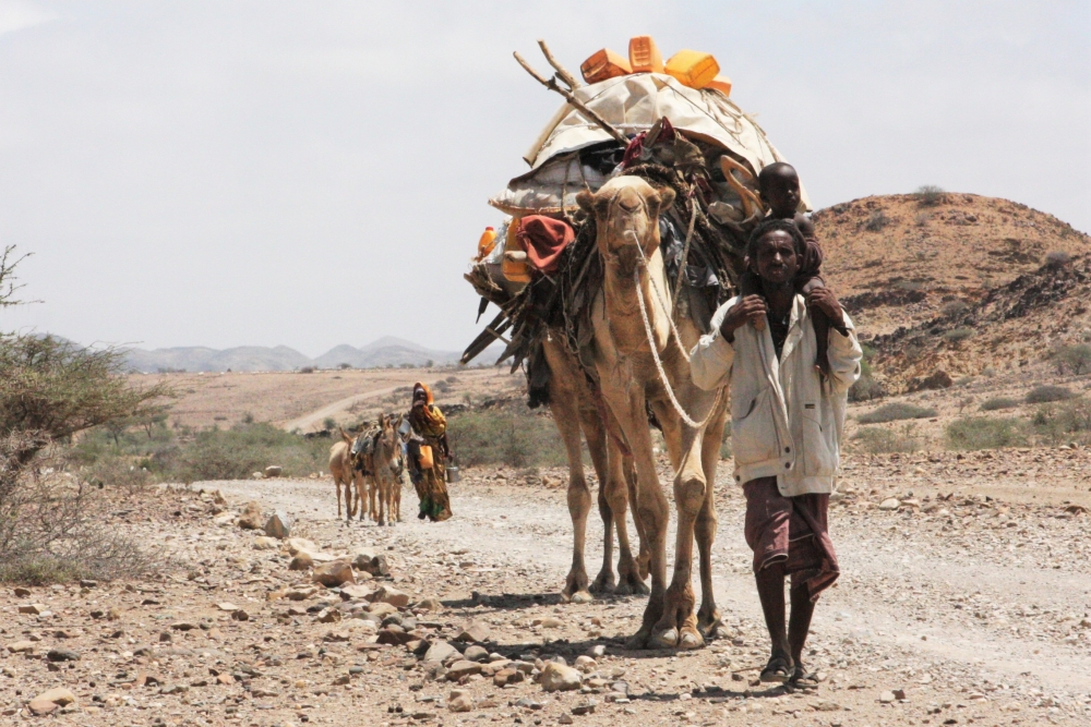 ethio camel drought