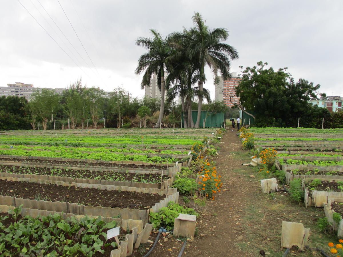 Vedado